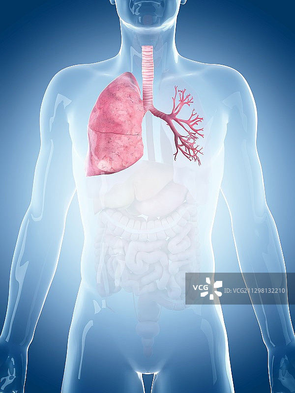 人的肺和支气管图片素材