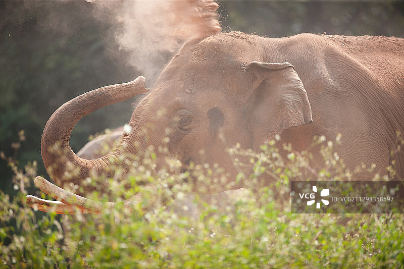 沐浴泥土的大象图片素材