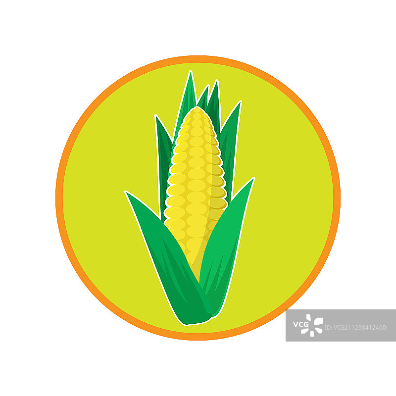 新鲜的黄色玉米是天然蔬菜种子的象征图片素材