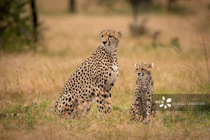 坐在田野上的猎豹的全家福，Bomet，肯尼亚图片素材