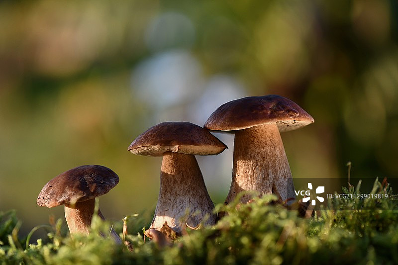 蘑菇生长在田间的特写，蒙蓬-蒙特斯托，法国图片素材