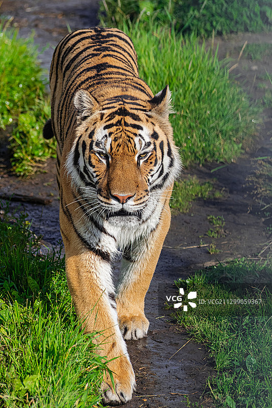 老虎站在田野上的肖像，图鲁什卡，俄罗斯图片素材