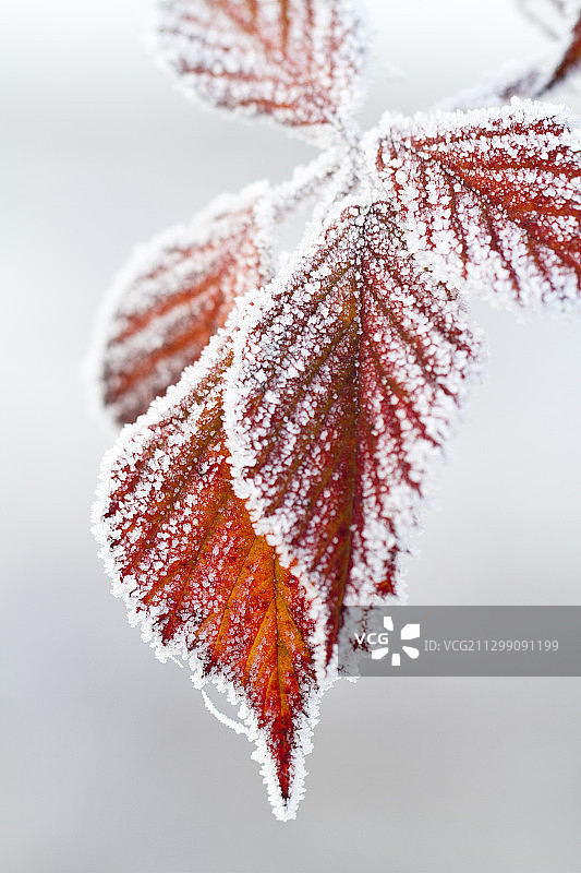 荷兰Dwingeloo冬日冰冻树叶的特写图片素材