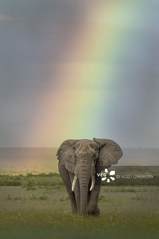 坦桑尼亚莫希，一只孤独的大象在非洲平原上吃草图片素材