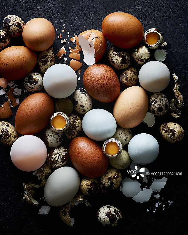 混合鸡蛋品种图片素材