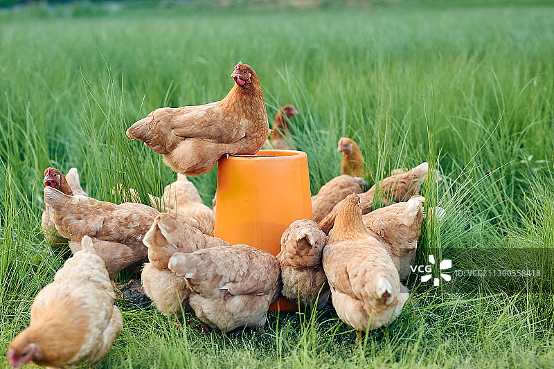 生态养鸡场图片素材