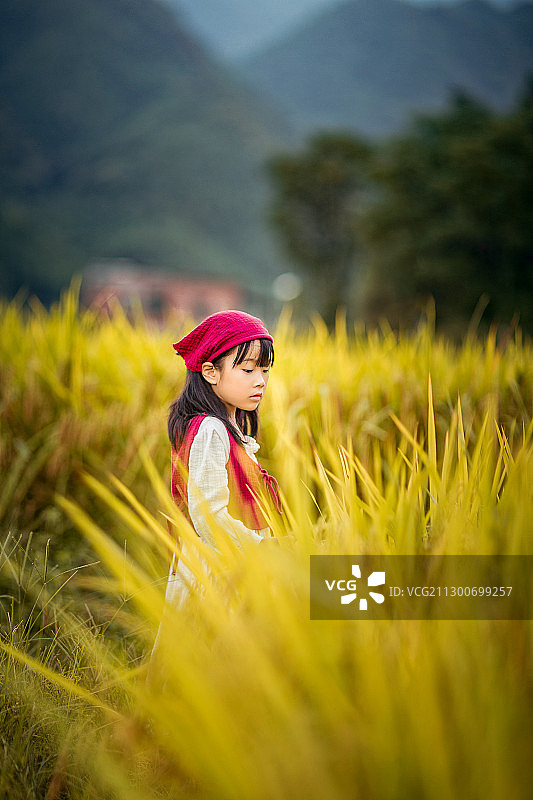 夕阳下一个小女孩行走在永州道县金黄色的稻田间图片素材
