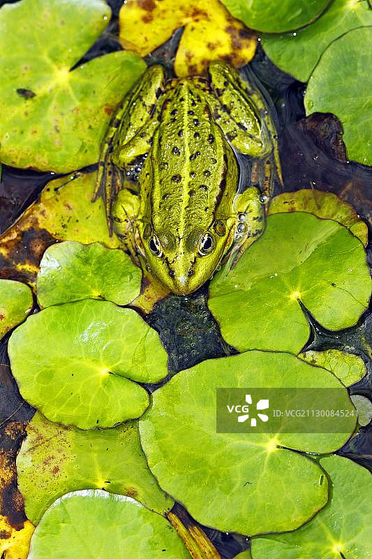 欧洲食用蛙、水蛙(林蛙)图片素材
