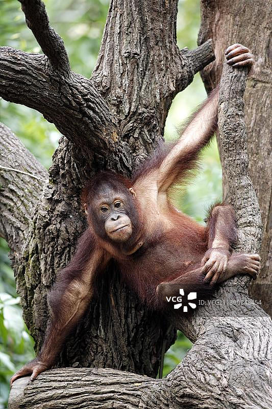 婆罗洲猩猩，树上的幼年猩猩，亚洲图片素材