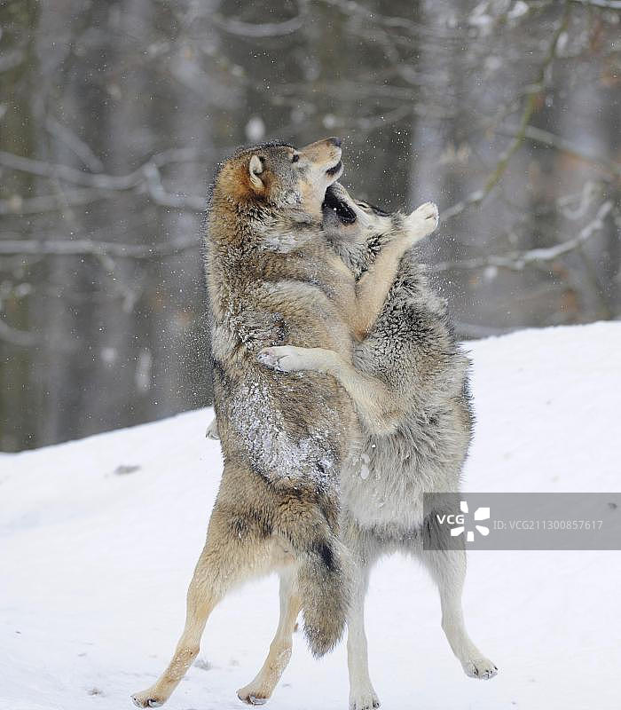 两只狼在雪地里为等级制度而争斗，它们是麦肯齐狼、阿拉斯加苔原狼和加拿大大灰狼图片素材