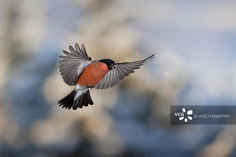 普通红腹灰雀或欧亚红腹灰雀(红腹灰雀属)，雄红腹灰雀在冬季飞行图片素材