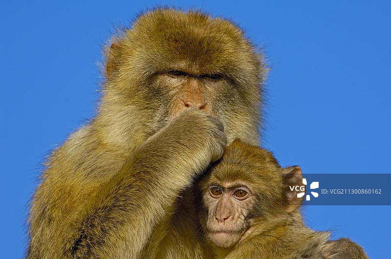 北非猕猴(猕猴)，直布罗陀，欧洲图片素材