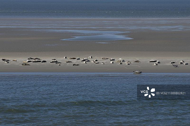 海豹(福卡vitulina休息)在瓦登海的沙洲，北海，联合国教科文组织世界遗产，国家公园瓦登海，下萨克森，德国，欧洲图片素材