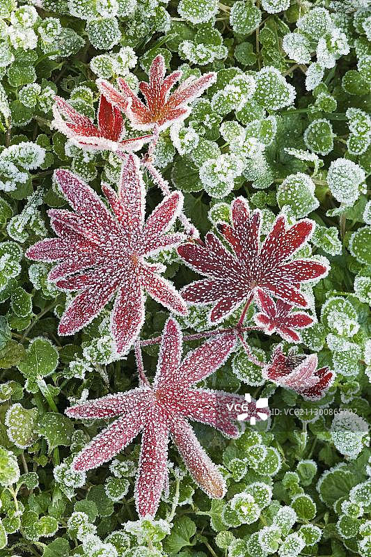天竺葵或鹤嘴葵(天竺葵，天竺葵科)冬季的红色叶子上有白霜图片素材
