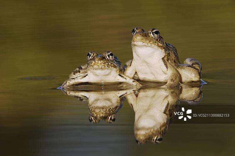 里约热内卢大豹蛙(Rana berlandieri)，两只成年蛙在水中倒影，Uvalde县，丘陵国家，美国，美国，北美洲图片素材
