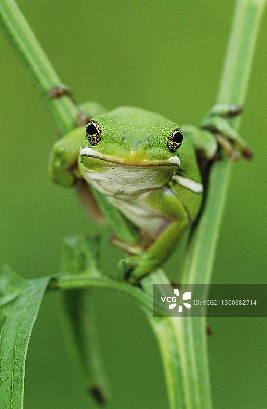 绿树蛙，成年，科珀斯克里斯蒂湖，南德克萨斯州，美国，北美洲图片素材