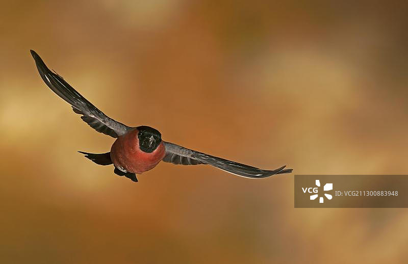 飞行中的雄性红腹灰雀、普通红腹灰雀或欧亚红腹灰雀图片素材