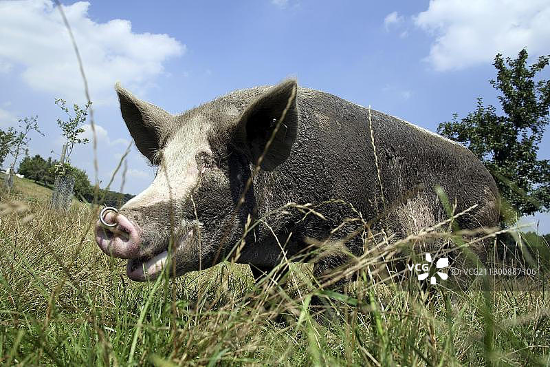 德国北莱茵-威斯特伐利亚州，欧洲，家养猪，散养畜牧业图片素材