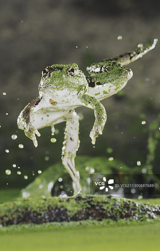 里约热内卢大豹蛙(Rana berlandieri)，成年跳跃，里约热内卢大山谷，德克萨斯州，美国，北美图片素材