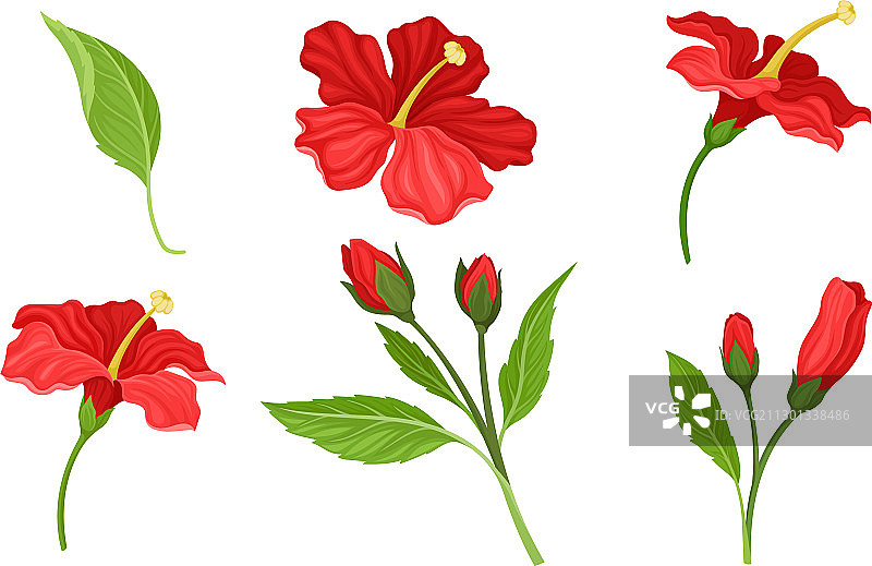 芙蓉是红色的热带花，花瓣大图片素材