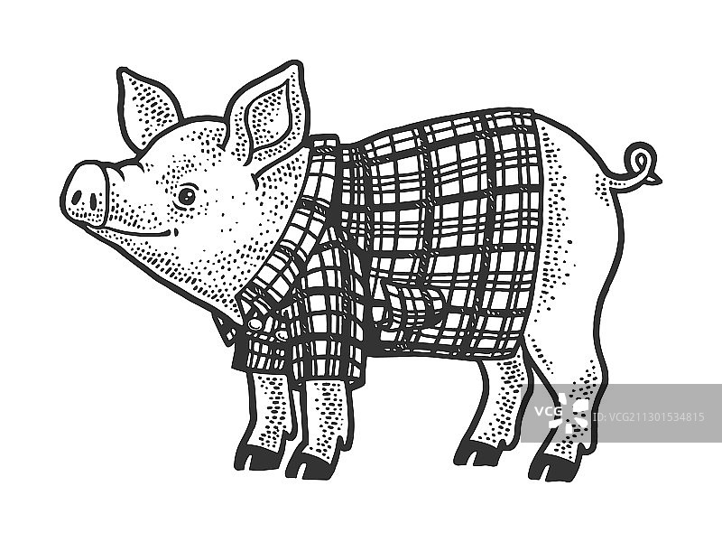 猪在格子衬衫素描图片素材