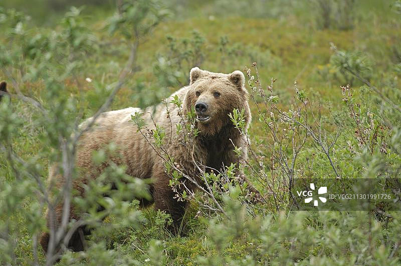 棕熊，德纳里国家公园，阿拉斯加，美国，北美图片素材