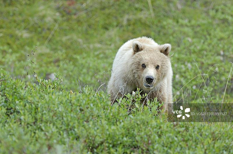 棕熊漫游苔原，德纳里国家公园，阿拉斯加，美国，北美图片素材