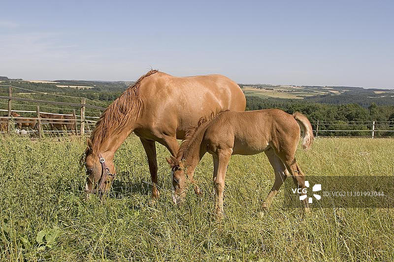 德国骑马驹和小马驹在草地上放牧，Vulkaneifel，德国，欧洲图片素材