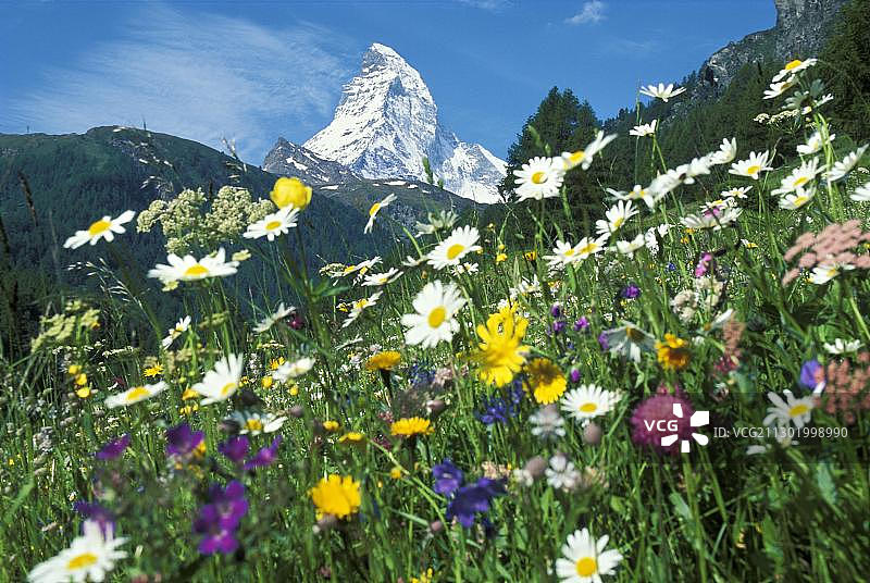 马特洪峰与鲜花草地，瓦莱，瑞士图片素材