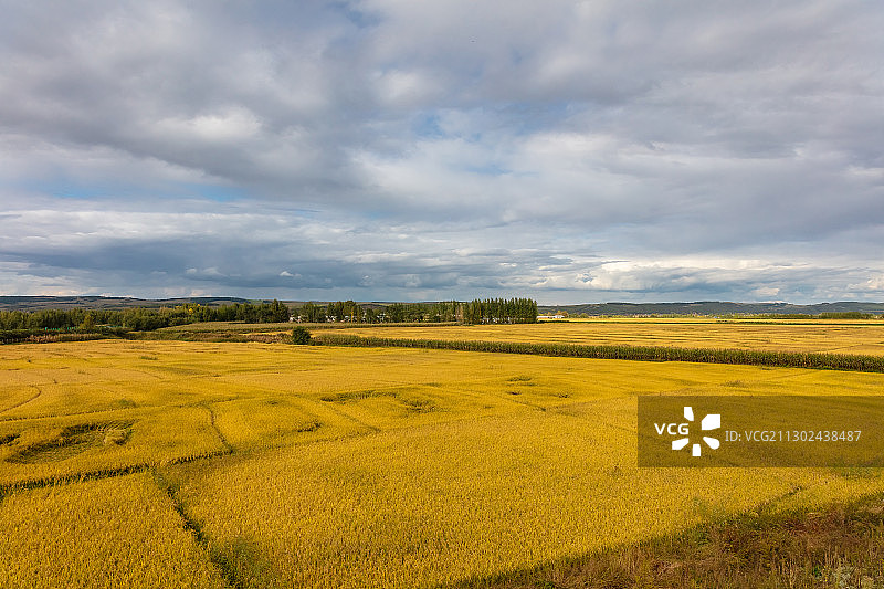 吉林松原秋季丰收的水稻田风光图片素材