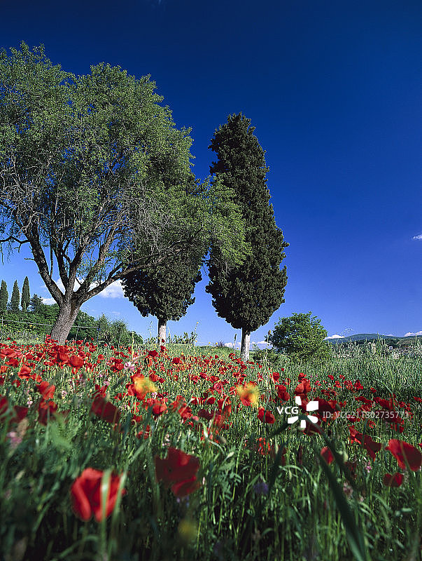罂粟籽田和柏树，基安蒂，托斯卡纳，意大利图片素材