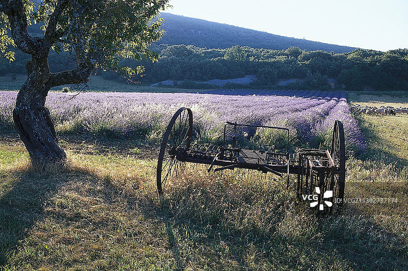 欧洲，法国，普罗旺斯，上普罗旺斯阿尔卑斯薰衣草田前的干草机图片素材