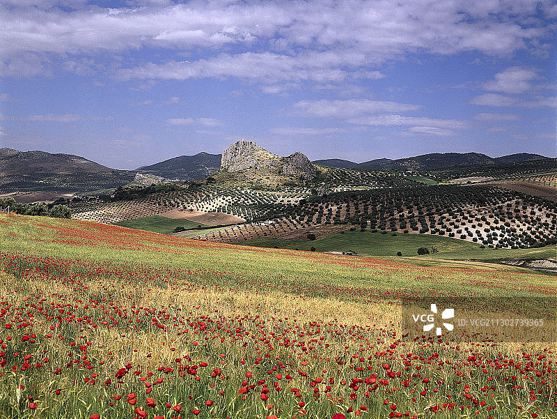罂粟和田园诗般的丘陵景观，洛佩斯港，格拉纳达省，安达卢西亚，西班牙，欧洲图片素材