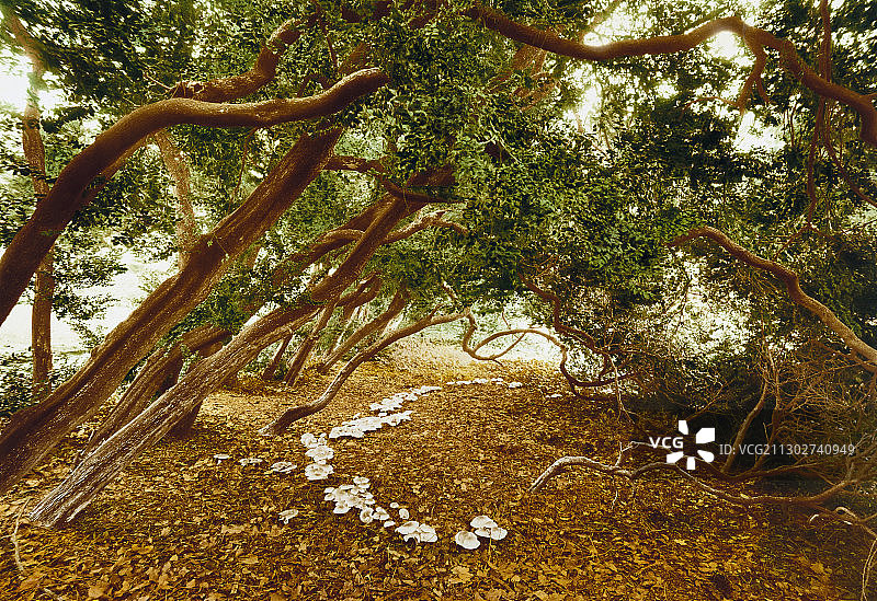 德国萨克森-安哈尔特的一排大约300年历史的黄杨树图片素材