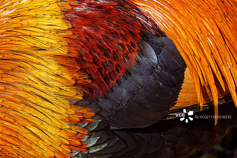 奇妙的羽毛-公鸡2，苏特米尔，荷兰图片素材