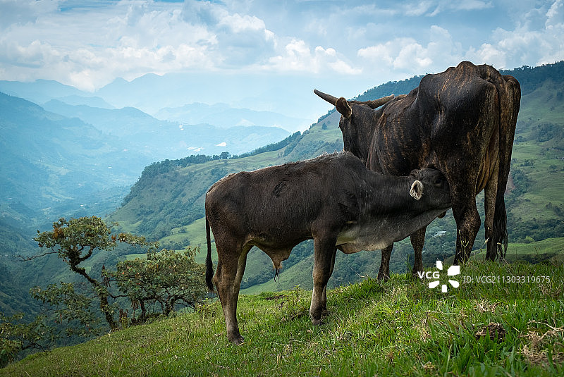 侧面的奶牛站在山上对着天空，安蒂奥基亚，哥伦比亚图片素材