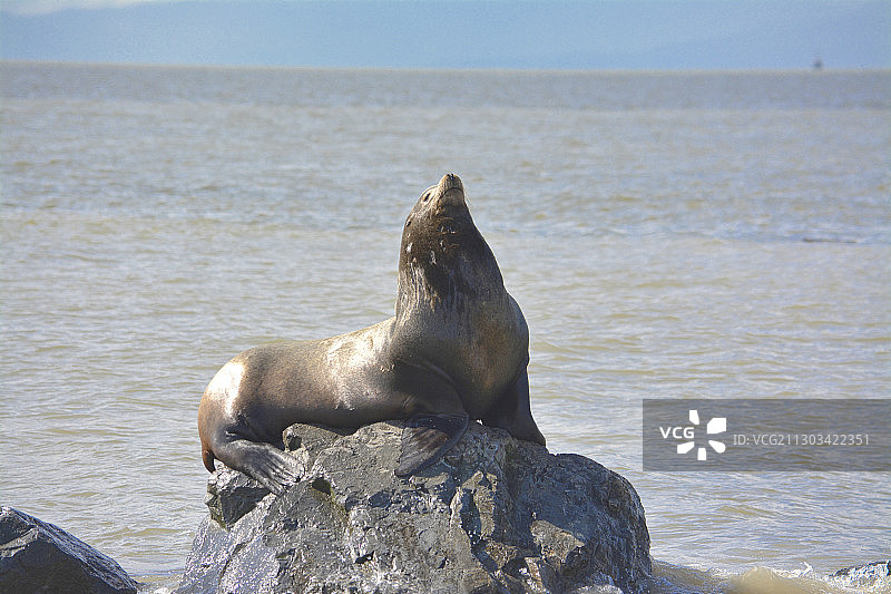 海豹在海滩岩石上的特写图片素材