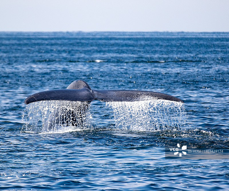 高角度的鲸鱼在海里游泳，新港海滩，加利福尼亚，美国，美国图片素材