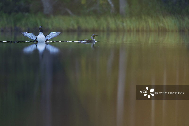 黑喉潜鸟，加维亚北极，卡利克斯，瑞典诺博顿图片素材