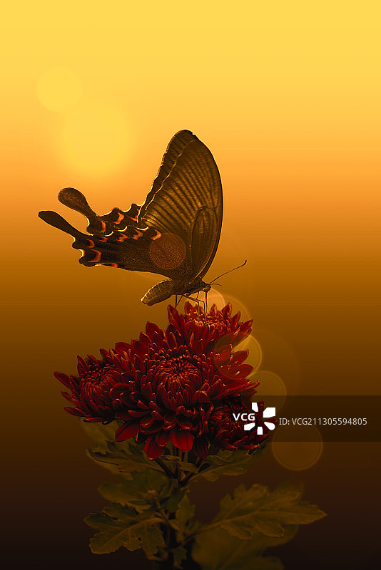 落在一簇红菊花上的一只凤蝶（昆虫，鳞翅目）图片素材