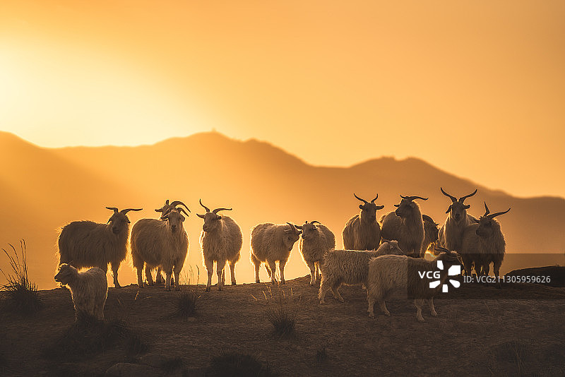 西北戈壁山区夕阳下的羊群图片素材