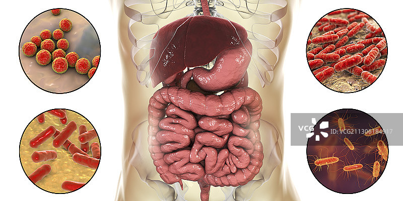 人体肠道正常微生物组，图示图片素材