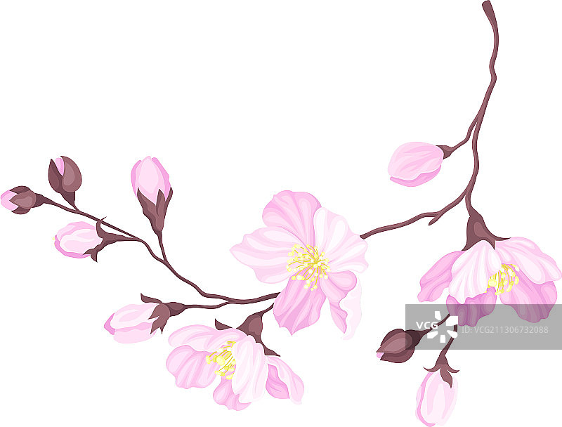 盛开的樱花枝，粉红色的花朵图片素材
