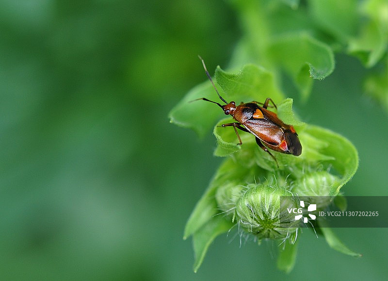 昆虫在植物上的特写图片素材