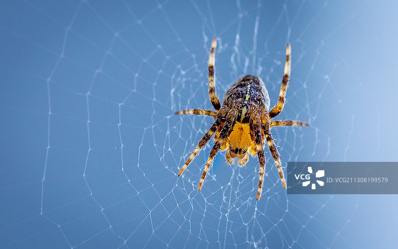 蜘蛛网上的蜘蛛特写，加拿大不列颠哥伦比亚省图片素材