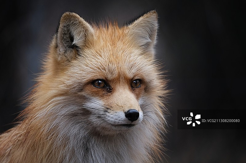 狐狸的特写肖像图片素材