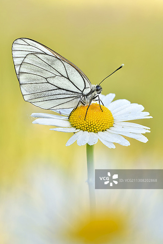 蝴蝶在黄花上传粉的特写图片素材