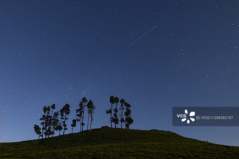 低角度的树木对天空在晚上，乌蒂，泰米尔纳德邦，印度图片素材