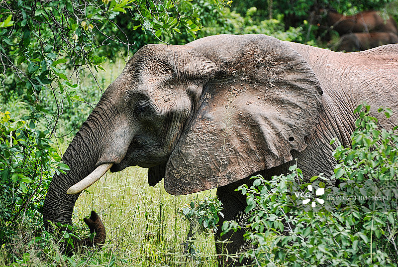 高角度的非洲象站在田野上，米库米国家公园，坦桑尼亚图片素材
