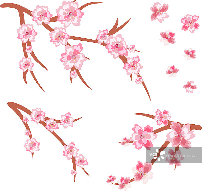 设置樱花枝在樱花盛开图片素材